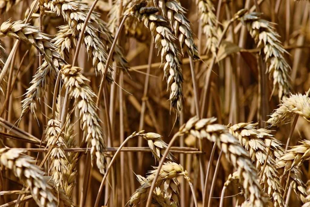 Valor de gluten máximo permitido en alimentos para celíacos