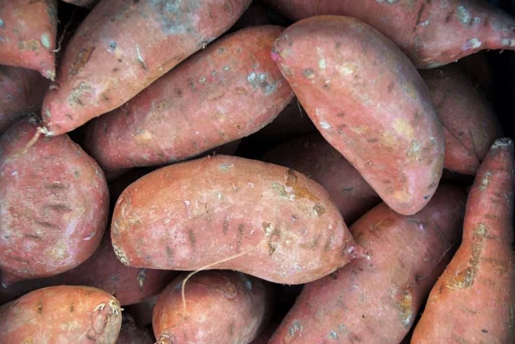 Desarrollan Harina de batata